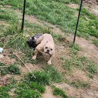 Bambi - pocket bully, a female American Bully for sale in Wilmington, OH – Photo 2 of 2