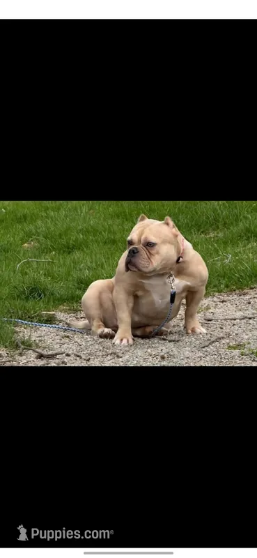 Bambi - pocket bully – American Bully puppy for sale in Wilmington, OH