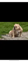 Bambi - pocket bully, a female American Bully for sale in Wilmington, OH – Photo 1 of 2