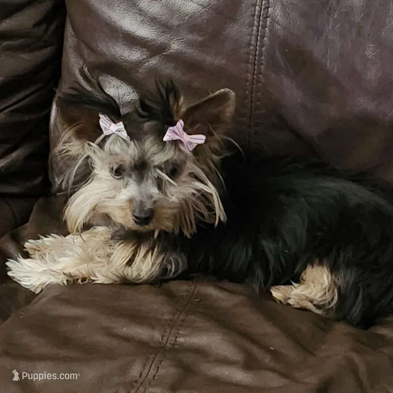 Sassy – Yorkshire Terrier puppy for sale in Wilmington, OH