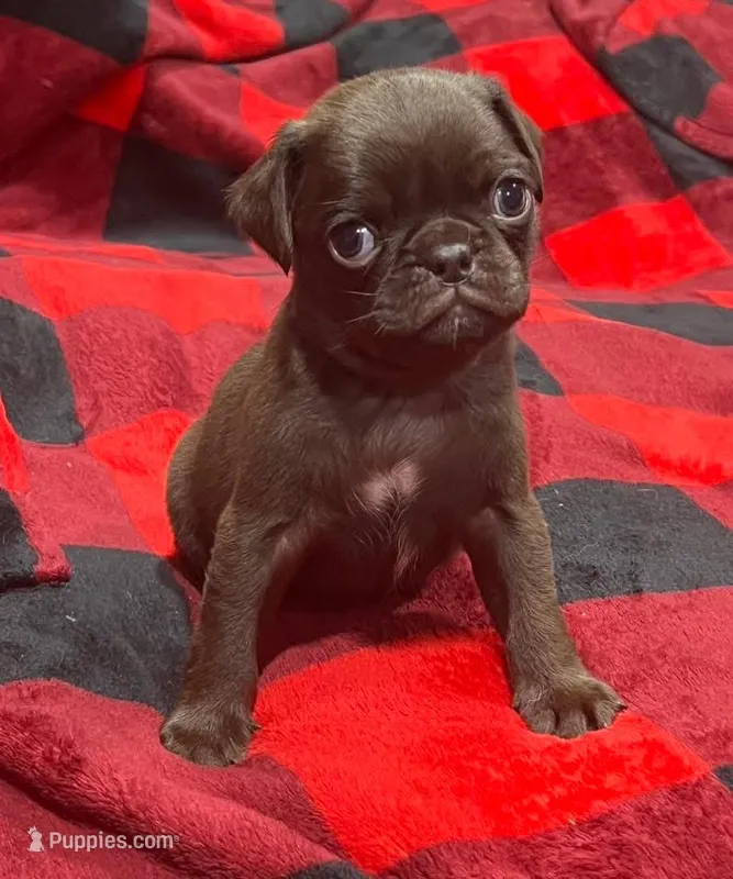Chocolate male  – Pug puppy for sale in Powell, TN