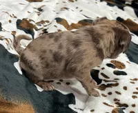 Chocolate Merle girl, a female Pug for sale in Powell, TN – 1 of 6
