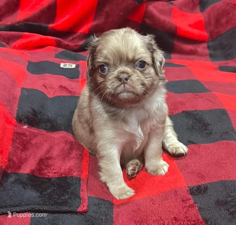 Chocolate Merle fluffy  – Pug puppy for sale in Powell, TN