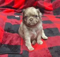 Chocolate Merle fluffy , a male Pug for sale in Powell, TN – 1 of 6