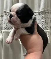 Spot , a male Boston Terrier for sale in Powell, TN – 3 of 4
