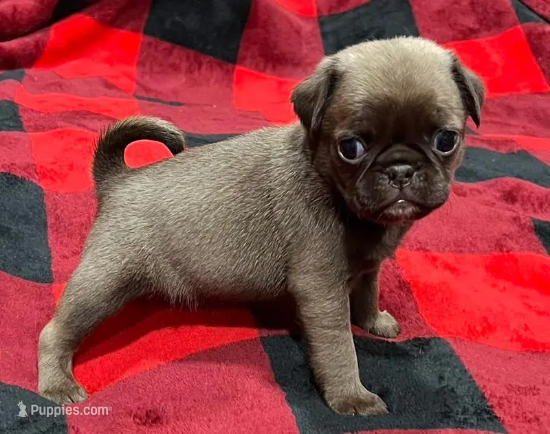 Chocolate sable boy  – Pug puppy for sale in Powell, TN