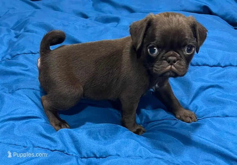 Chocolate male  – Pug puppy for sale in Powell, TN