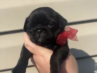 Black/brindle female , a female Pug for sale in Powell, TN – 4 of 6