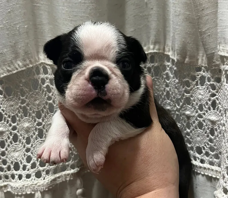 Spot  – Boston Terrier puppy for sale in Powell, TN