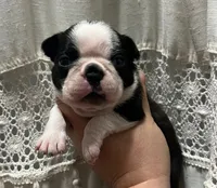 Spot , a male Boston Terrier for sale in Powell, TN – 1 of 4