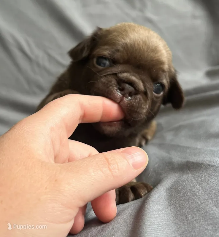 Chocolate sable boy  – Pug puppy for sale in Powell, TN