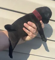 Black/brindle female , a female Pug for sale in Powell, TN – 5 of 6