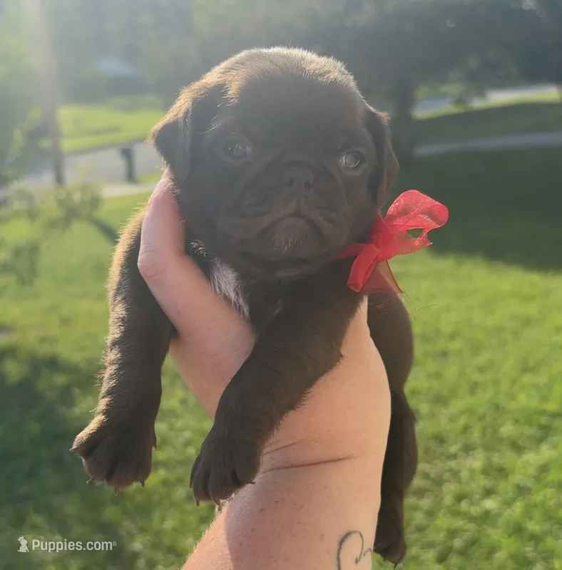 Chocolate male  – Pug puppy for sale in Powell, TN