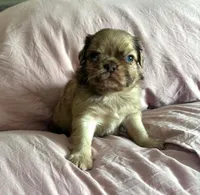Chocolate Merle fluffy , a male Pug for sale in Powell, TN – 4 of 6