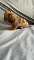 Chocolate apricot Merle boy, a male Pug for sale in Powell, TN – 6 of 8