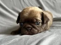 Chocolate sable boy , a male Pug for sale in Powell, TN – 4 of 6