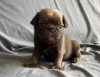 Chocolate sable boy , a male Pug for sale in Powell, TN – 5 of 6