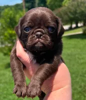Chocolate male , a male Pug for sale in Powell, TN – 3 of 3
