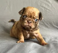 Chocolate apricot Merle boy, a male Pug for sale in Powell, TN – 1 of 8