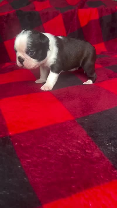 Spot , a male Boston Terrier for sale in Powell, TN – 4 of 4