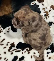 Chocolate Merle girl, a female Pug for sale in Powell, TN – 5 of 6