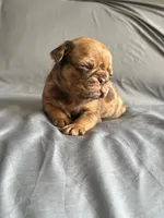 Chocolate apricot Merle boy, a male Pug for sale in Powell, TN – 7 of 8