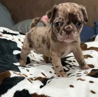 Chocolate Merle girl, a female Pug for sale in Powell, TN – 4 of 6