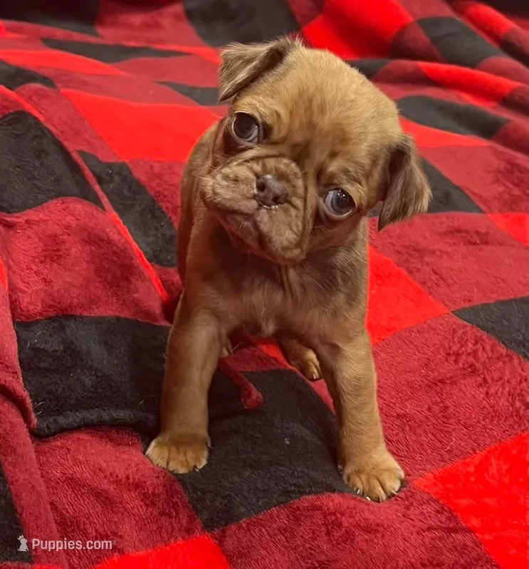 Chocolate apricot Merle boy – Pug puppy for sale in Powell, TN