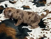 Chocolate Merle girl, a female Pug for sale in Powell, TN – 3 of 6