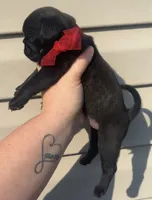 Black/brindle female , a female Pug for sale in Powell, TN – 3 of 6