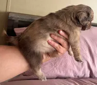 Chocolate Merle fluffy , a male Pug for sale in Powell, TN – 2 of 6