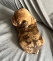 Chocolate apricot Merle boy, a male Pug for sale in Powell, TN – 3 of 8