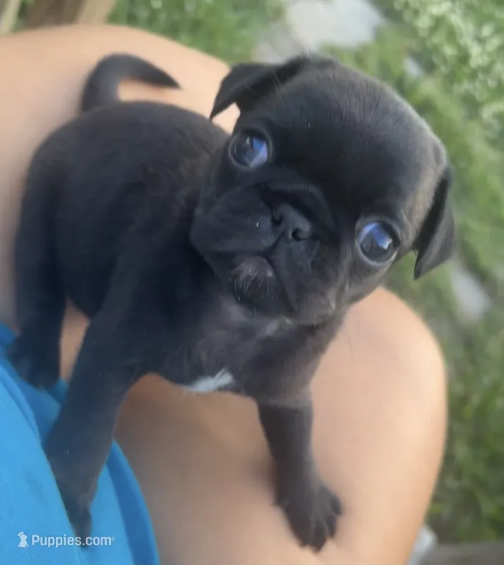 Black/brindle female  – Pug puppy for sale in Powell, TN