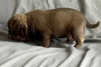 Chocolate sable boy , a male Pug for sale in Powell, TN – 2 of 6