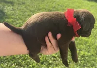 Chocolate male , a male Pug for sale in Powell, TN – 2 of 3