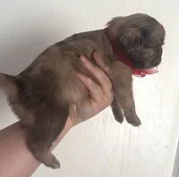 Fluffy chocolate Merle boy, a male Pug for sale in Powell, TN – 3 of 5