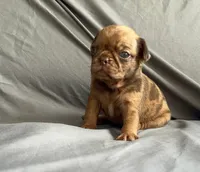 Chocolate apricot Merle boy, a male Pug for sale in Powell, TN – 2 of 8