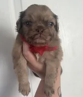 Fluffy chocolate Merle boy, a male Pug for sale in Powell, TN – 2 of 5