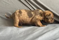 Chocolate apricot Merle boy, a male Pug for sale in Powell, TN – 8 of 8