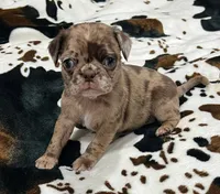 Chocolate Merle girl, a female Pug for sale in Powell, TN – 2 of 6