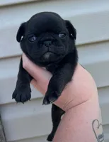 Black/brindle female , a female Pug for sale in Powell, TN – 2 of 6