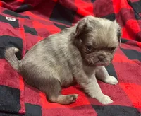 Chocolate Merle fluffy , a male Pug for sale in Powell, TN – 6 of 6