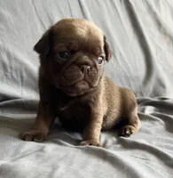 Chocolate sable boy , a male Pug for sale in Powell, TN – 3 of 6