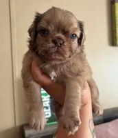Chocolate Merle fluffy , a male Pug for sale in Powell, TN – 3 of 6