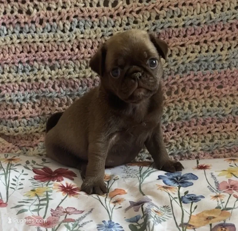 Chocolate sable boy  – Pug puppy on hold in Powell, TN
