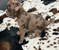 Chocolate Merle girl, a female Pug for sale in Powell, TN – 6 of 6