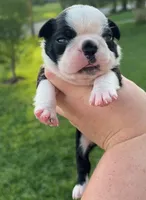 Spot , a male Boston Terrier for sale in Powell, TN – 2 of 4