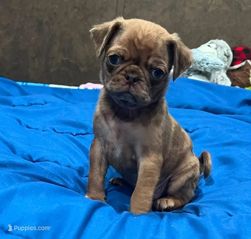 Chocolate apricot Merle boy – Pug puppy for sale in Powell, TN