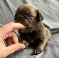 Chocolate sable boy , a male Pug for sale in Powell, TN – 6 of 6