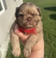 Fluffy chocolate Merle boy, a male Pug for sale in Powell, TN – 4 of 5